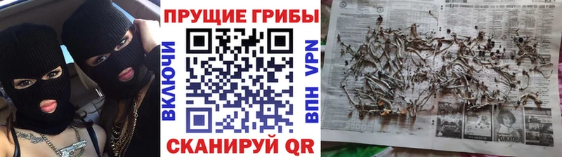 Галлюциногенные грибы Cubensis Семёнов